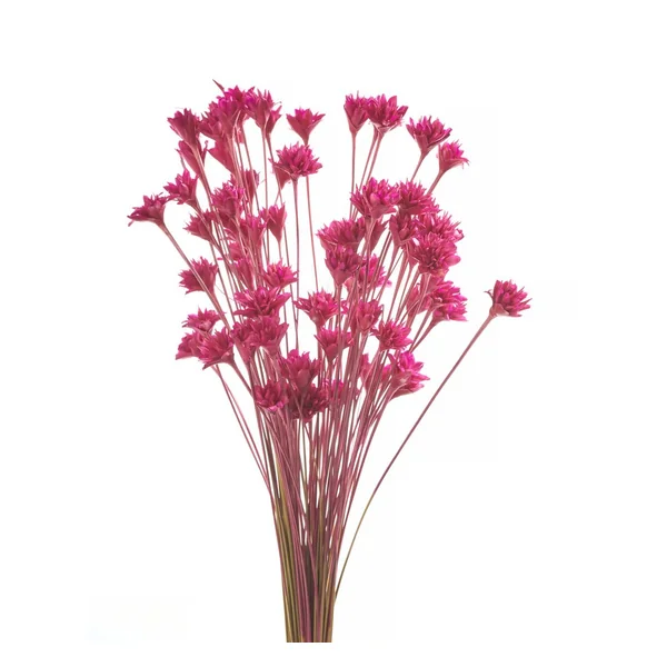 Hillflower