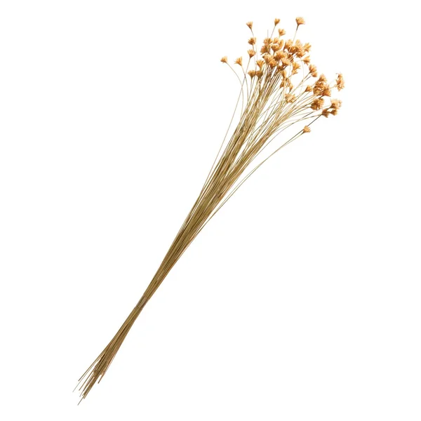 Hillflower