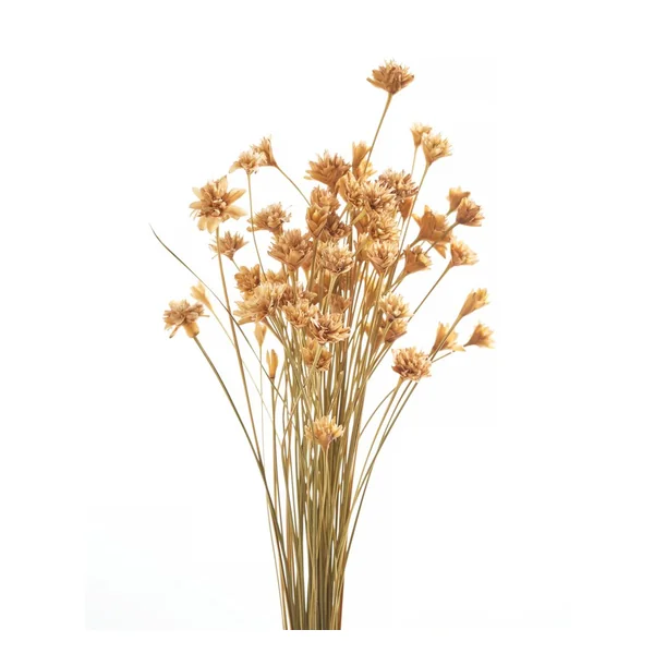 Hillflower