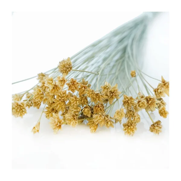 Hillflower