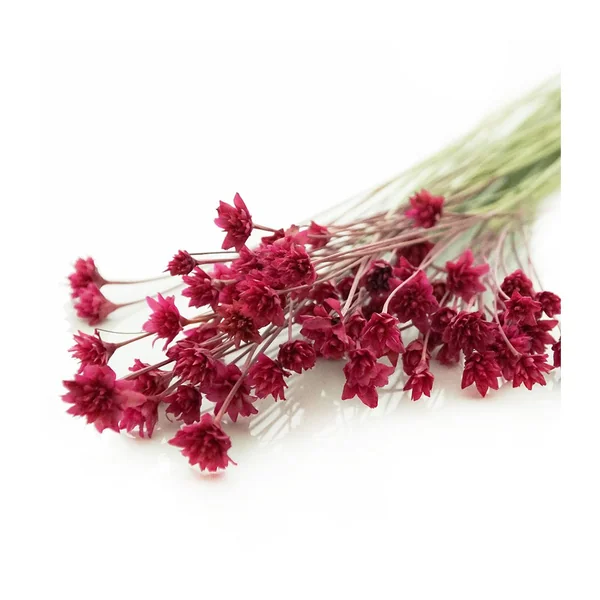Hillflower
