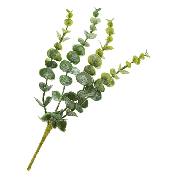 Pique d'eucalyptus « Cynerea »
